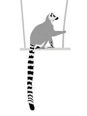 Abstract modern illustration of Ring-tailed lemur (Lemur catta) from side sitting on swing, Trendy artistic vector design isolated on white background © Karolna