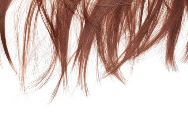 Chestnut hair isolated in white