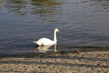 two swans