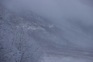 snow covered trees in winter