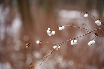 Snow covered tree branches with blurred background