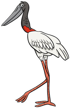 jabiru bird animal character cartoon illustration