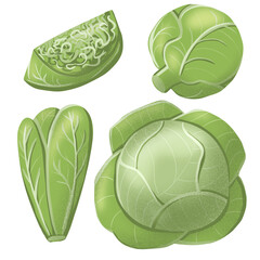 Cabbage set realistic illustration on white background whole cut in different shapes