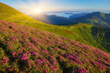Obraz premium Rhododendron flowers covered mountains meadow in summer time.