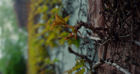 Beautiful nature bark texture on old tree trunk stamp in spring forest outdoors.
