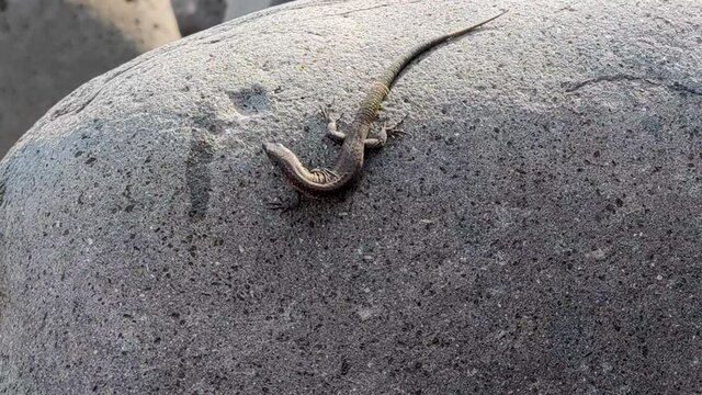 Lizards running on a stone and licking a drop of melted ice cream in a beach of Madeira island