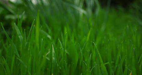 Green grass swaying wind in calm meadow nature background. Environment concept.