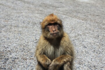Portrait of a macaque