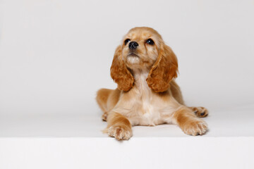 Naklejka premium Portrait of cute puppy purebred golden cocker spaniel. Little smiling dog on gray background. Free space for text.
