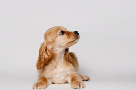 Portrait of cute puppy purebred golden cocker spaniel. Little smiling dog on gray background. Free space for text.