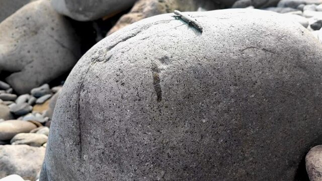 Close up footage of a lizard on a stone licking a drop of melted ice cream in a beach of Madeira island