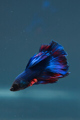 beautiful little betta fish
taken close up (macro) on a blue background