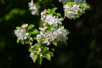 Spring pink flowers and leaves.