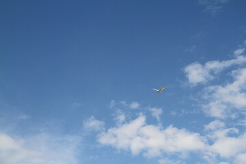 airplane in the sky