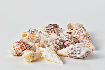 Collection of sea shells on white background