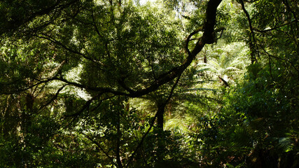 Light piercing through the canopy