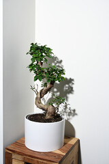 Ginseng ficus bonsai plant in white pot on table