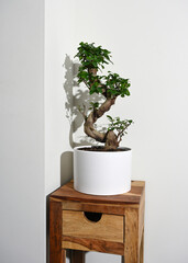 Ginseng ficus bonsai plant in white pot on table with drawer