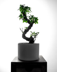 Ginseng ficus bonsai plant silhouette isolated on neutral background