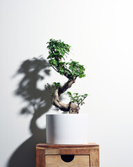 Ginseng ficus bonsai plant in white pot with shadow on wall