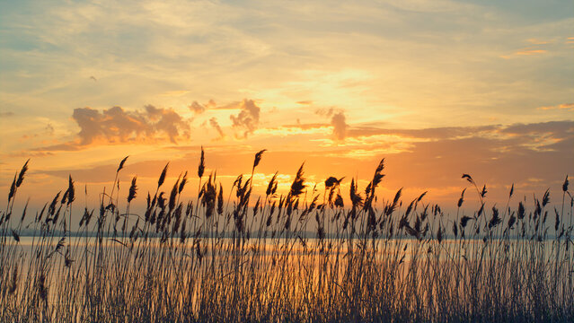 Romantic sunset sea landscape in fall. Reeds sway on wind in golden sun rays. © stockbusters