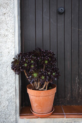  A flower Aeonium Schwarzkopf in a ceramic pot is on the threshold of a house on the street against the background of a brown door.

