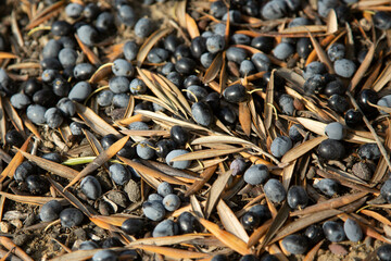 The background is made of ripe black olives that lie on the ground along with the yellow leaves.