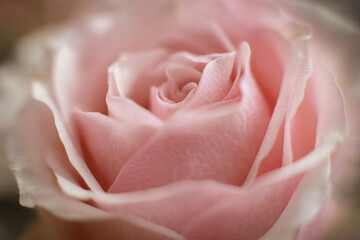 pink rose close up macro © Jolanthe