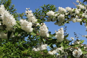 a branch of a deutzia with beautiful white flowers and a blue sky in the flower garden in springtime