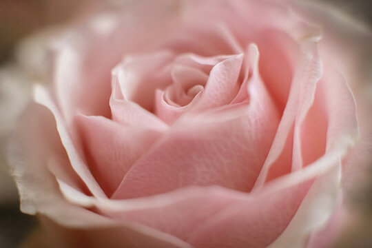 pink rose close up macro