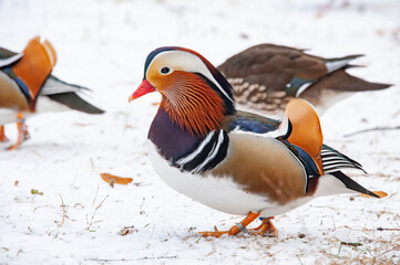 The most beautiful mandarin duck on a snow-covered pond of a country house