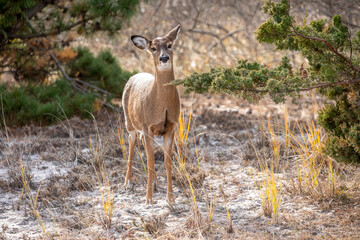 Whitetail