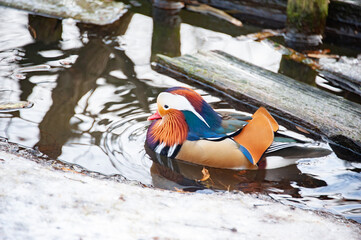 The most beautiful mandarin duck on a snow-covered pond of a country house