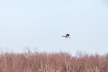 Goose in flight