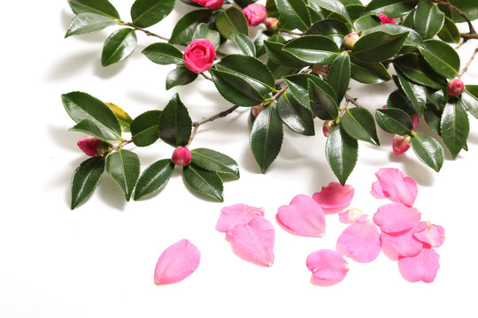 サザンカの花 の画像 4 321 件の Stock 写真 ベクターおよびビデオ Adobe Stock サザンカの花 の画像 4 321 件の Stock 写真 ベクターおよびビデオ Adobe Stock