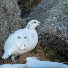 Ptarmigan between rocks on the Cairngorm plateau in Scotland