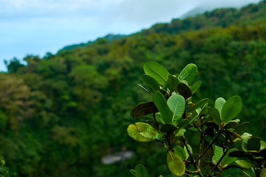 Flora Volcán Mombacho 2