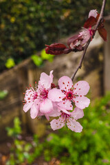 pink cherry blossoms