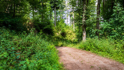 Fototapeta na wymiar road in green forest in summer in Kirchzell, Odenwald, Germany. Hiking into the woods