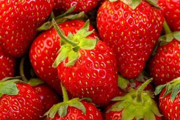 beautiful and ripe red strawberries on a white background