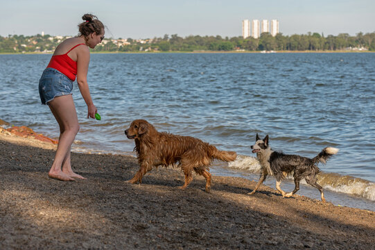 One woman wearing a red shirt and shorts, holding a a green toy, playing with her Golden Retriever dog on the beach by the sea, and a Border Collie dog too, during a warm afternoon. 