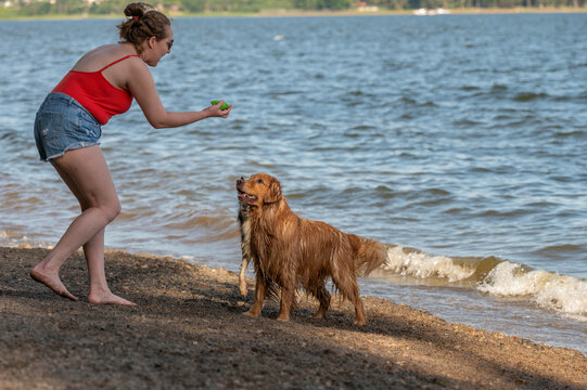 One woman wearing a red shirt and shorts, holding a a green toy, playing with her Golden Retriever dog on the beach by the sea, during a warm afternoon. 