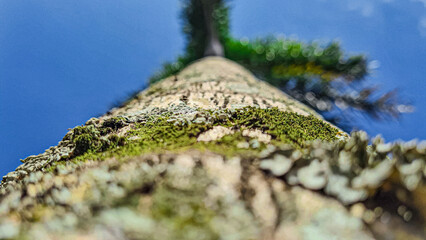 Tronco de &aacute;rvore