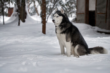 Siberian husky dog in the yard in winter day