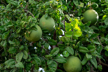 Big round pomelo citrus fruits hanging on trees on pomelo plantations