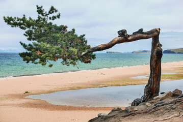 Pine on the shore of Lake Baikal