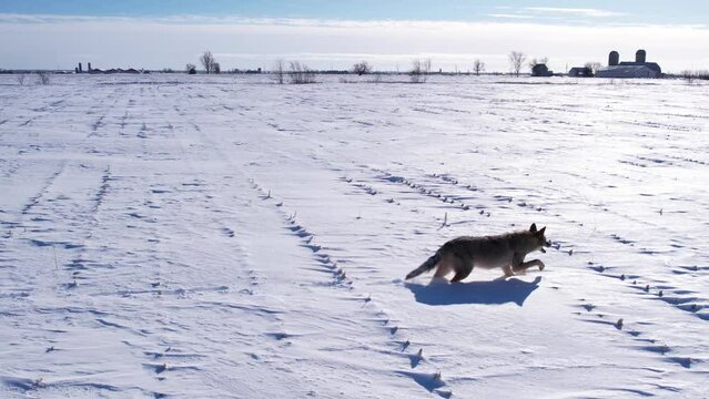 coyote running through deep powder snow and fields to survive the cold winter