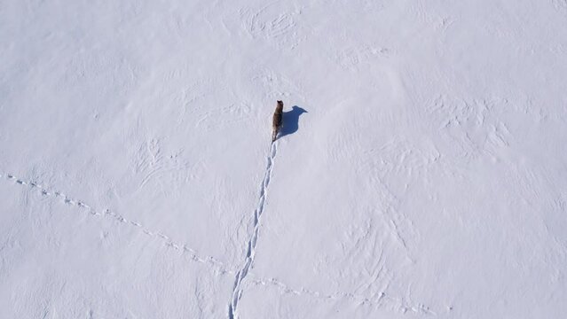 coyote running through deep powder snow and fields to survive the cold winter