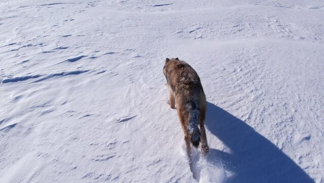 coyote running through deep powder snow and fields to survive the cold winter