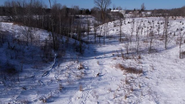 coyote running through deep powder snow and fields to survive the cold winter